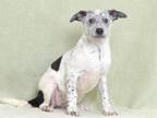 Adopt SPORTY a Australian Cattle Dog / Blue Heeler, Mixed Breed