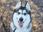 Adopt JASMINE a Siberian Husky