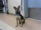 Adopt BABY a German Shepherd Dog