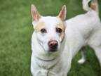 Adopt ANGEL a Australian Cattle Dog / Blue Heeler, Mixed Breed