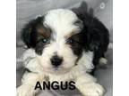 Angus