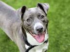 Adopt KOKO a Pit Bull Terrier