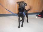 Adopt IVY a Patterdale Terrier / Fell Terrier, Mixed Breed