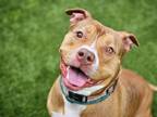 Adopt SUSIE a Pit Bull Terrier