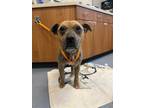 Adopt BOO a Pit Bull Terrier, Mixed Breed