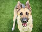 Adopt ZARA a German Shepherd Dog
