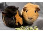 Adopt A1334632 a Guinea Pig