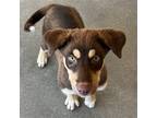Adopt Miles a Mixed Breed (Medium) / Mixed dog in Rancho Santa Fe, CA (38827272)