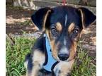 Adopt Chad a Mixed Breed (Medium) / Mixed dog in Rancho Santa Fe, CA (38799389)