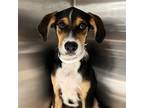Adopt Beans a Mixed Breed (Medium) / Mixed dog in Rancho Santa Fe, CA (38753355)