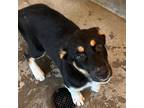 Adopt Mars a Mixed Breed (Medium) / Mixed dog in Rancho Santa Fe, CA (38827273)