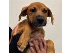 Adopt Nina a Mixed Breed (Medium) / Mixed dog in Rancho Santa Fe, CA (38728583)