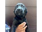 Adopt Lovie a Mixed Breed (Medium) / Mixed dog in Rancho Santa Fe, CA (38901528)