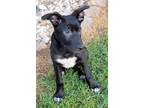 Adopt Rubix Cube (R Litter) a Black - with White German Shepherd Dog / Border