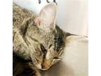 Adopt Cordele a Brown Tabby Domestic Shorthair / Mixed (short coat) cat in