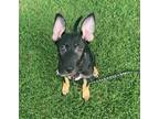 Adopt Roxy Rae (R Litter) a Tricolor (Tan/Brown & Black & White) German Shepherd
