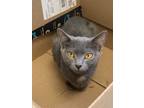 Adopt Violet a Russian Blue / Mixed (short coat) cat in Clinton, SC (38750927)