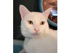 Adopt Biscuit a White American Shorthair / Mixed (short coat) cat in Bells