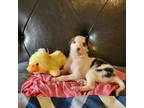 Borzoi Puppy for sale in North Lewisburg, OH, USA
