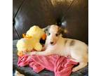 Borzoi Puppy for sale in North Lewisburg, OH, USA