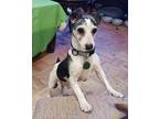 Adopt Duke 2 a White Rat Terrier / Mixed dog in Florissant, MO (38842023)