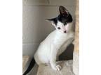 Adopt Aly a White (Mostly) Domestic Shorthair / Mixed (short coat) cat in