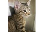 Adopt Naomi a Brown Tabby Domestic Shorthair / Mixed (short coat) cat in