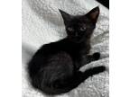 Adopt Coral ~ Available at PetSmart in Warsaw, IN! a All Black Domestic