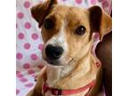 Adopt Clara a Mixed Breed (Medium) / Mixed dog in Rancho Santa Fe, CA (38649023)