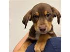 Adopt Roux a Mixed Breed (Medium) / Mixed dog in Rancho Santa Fe, CA (38649276)