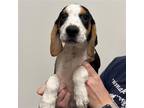 Adopt Weston a Mixed Breed (Medium) / Mixed dog in Rancho Santa Fe