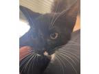 Adopt Yellow Jacket a All Black Domestic Shorthair / Mixed (short coat) cat in