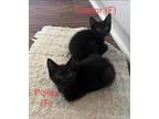 Adopt Pollux a All Black Domestic Shorthair / Mixed (short coat) cat in Surrey