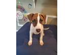 Adopt Sadie's Godwin Barnwell a American Pit Bull Terrier / Mixed dog in