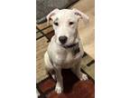 Adopt Sadie's Kay Barnwell a American Pit Bull Terrier / Mixed dog in Rockaway