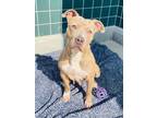 Adopt MYA a Pit Bull Terrier