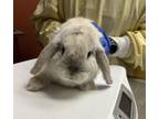 Adopt RABBIT2 a Bunny Rabbit