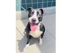 Adopt SWIFT a Pit Bull Terrier, Mixed Breed