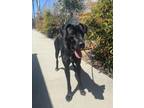 Adopt LINDY a Great Dane, Mixed Breed
