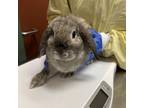Adopt BON BON a Bunny Rabbit