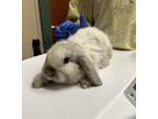 Adopt RABBIT5 a Bunny Rabbit