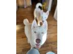 Adopt Dinero a White - with Tan, Yellow or Fawn Husky / Husky dog in Bronx