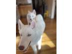 Adopt Ice a White - with Tan, Yellow or Fawn Husky / Husky / Mixed dog in Bronx