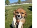 Pembroke Welsh Corgi Puppy for sale in Janesville, CA, USA