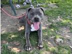 Adopt FLOWER a Pit Bull Terrier