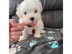 Maltese Puppy for sale in Ludlow, MA, USA
