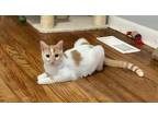 Adopt Paulie a Cream or Ivory (Mostly) Domestic Shorthair / Mixed (short coat)