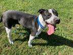 Adopt STACY a Pit Bull Terrier