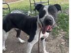 Adopt STACY a Pit Bull Terrier