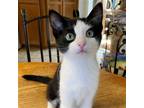 Adopt Hook a Black & White or Tuxedo Domestic Shorthair / Mixed (short coat) cat
